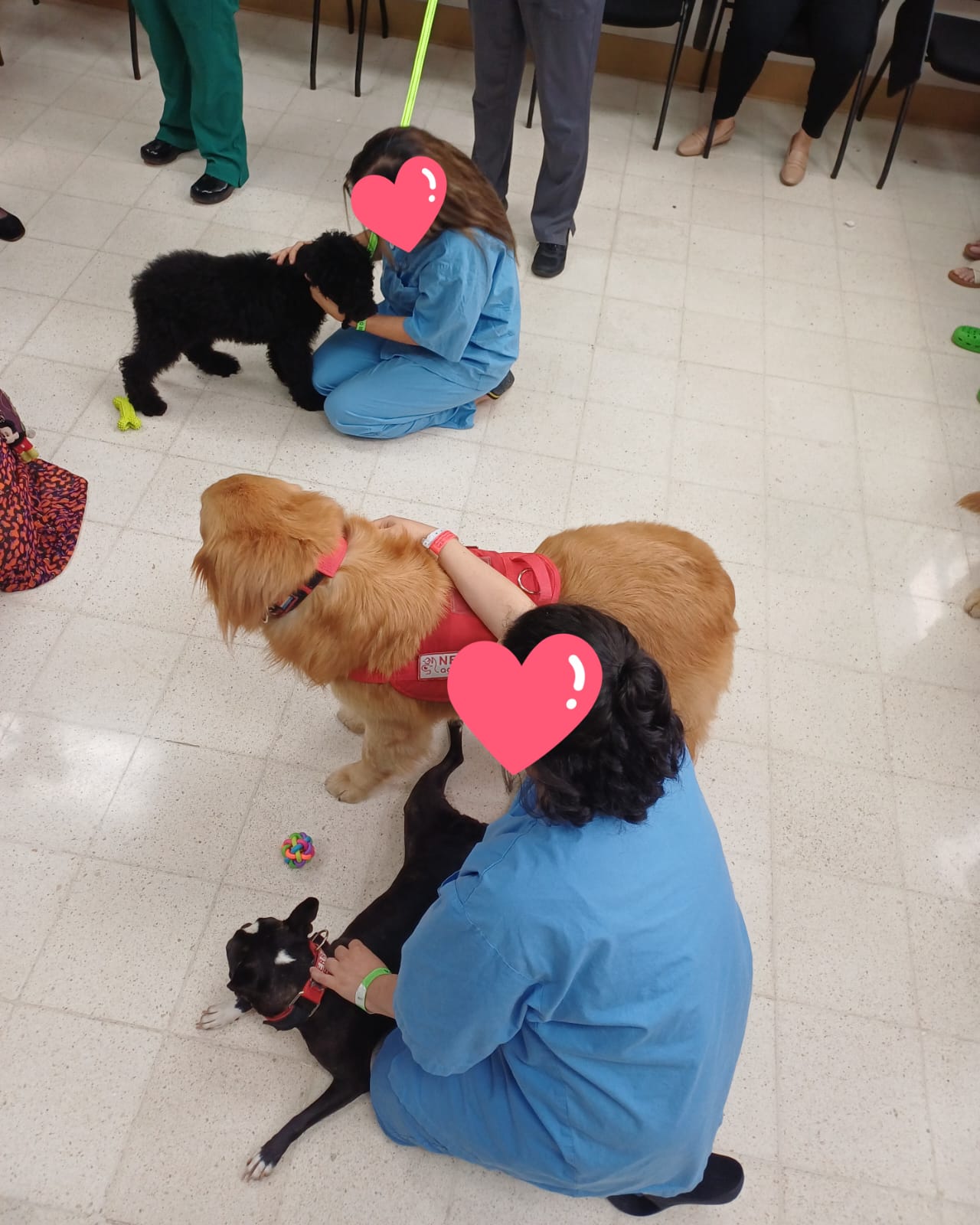 Personal de salud con perros terapeutas